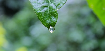 绿叶植物和水下降
